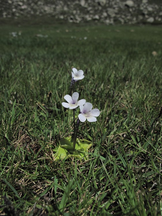 Pinguicula corsica
